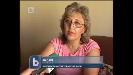 Пчели и Прилепи Тормозят Жителите На Плевен