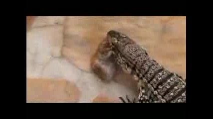 Lizard Eats Hamster
