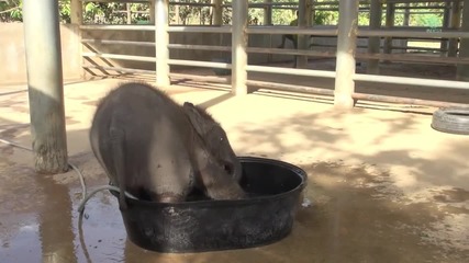 Слонче прави опити да се изкъпе в леген