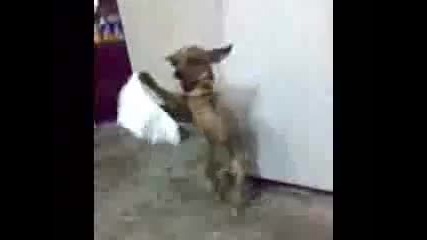 Куче играе хоро
