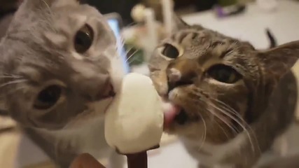Котките обичат сладоледа, компилация. - Смях