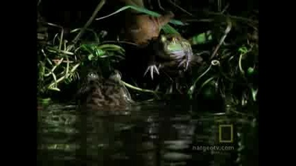 Жабите - National Geographic 