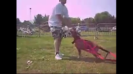 Weightpulling Working Dogs Belgium pitbull stafford