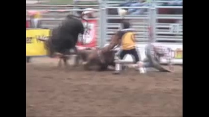 Rodeo Horse Fatally 