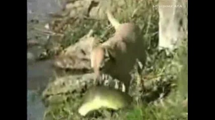 Куче Хваща Огромна Риба! 