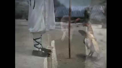 Реклама Kung Fu пиле много забавен 