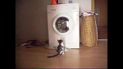 Коте гледа как се центрофужи пералня! 