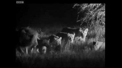 Prickly porcupine hunted by wild cats - Cats Under the Serengeti Stars - Bbc 