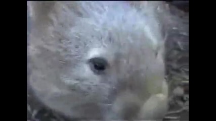 Забавен Звяр от Австралия - Wombats 