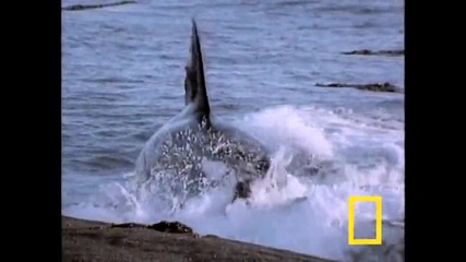 national geographic-killer Whale vs. Sea Lions