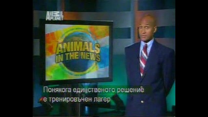 Животински новини, директно от първоисточника - субтитри 