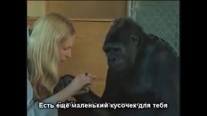 Експериментално изследване на интелекта на маймуна - Превод
