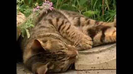 Надрусани котки :)))