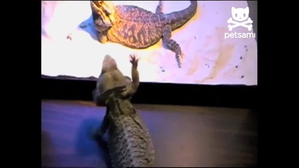 Dancing lizard puts on the moves