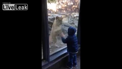 Деца си играят с лъв през стъклото