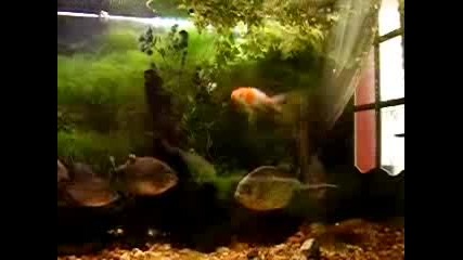 Piranha Feeding Time - Goldfish Starters -