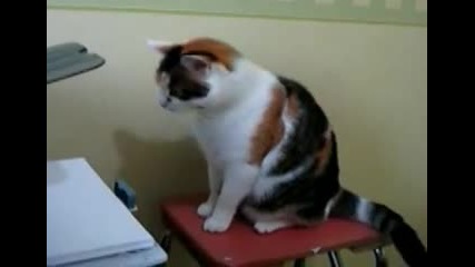 Котка срещу принтер (много смешно) 