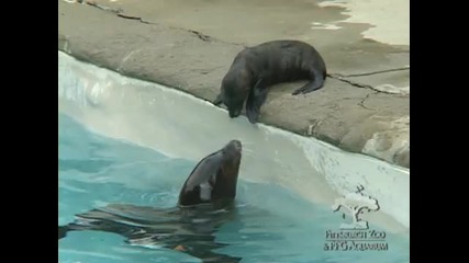Бебе морски лъв се учи да плува