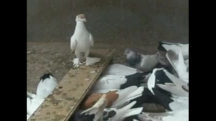 Англйски Монахини Нун