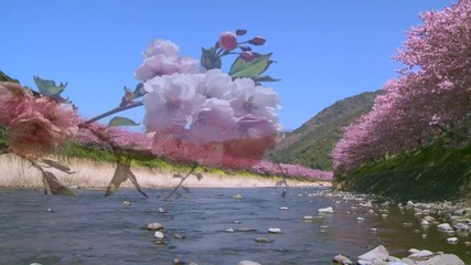 Празник на цъфтящи вишни- Сакурата,предвесникът на пролетта омайна..
