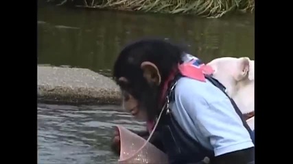 Маймуна и куче преминават река! Смях!