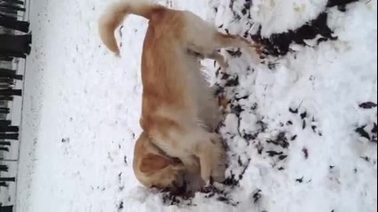 Куче копае в сняг (Голдън Рейтривър)