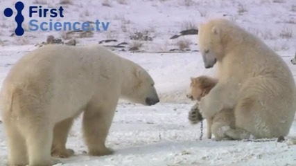 Приятелство между Полярна бяла мечка и куче! 