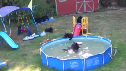 Мечки се забавляват в басейна на къща в Ню Джърси, Сащ