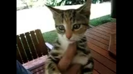 Много ядосано коте