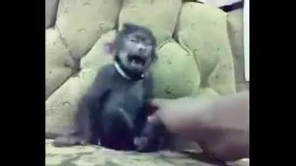 Гъделичкане на маймунка(100%смях)