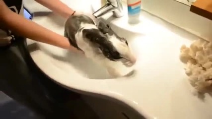 Заекът се кефи много, когато го къпят