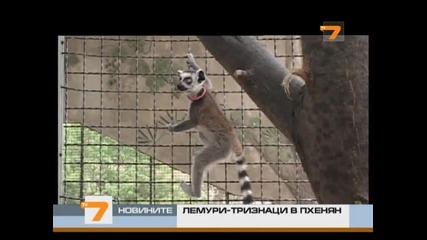 Лемури - тризнаци се родиха в зоопарка в Пхенян