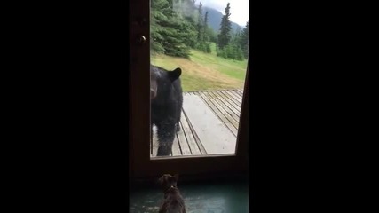 Котка срещу мечка!