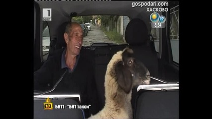 Овца в такси-господари на ефира