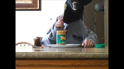 Смешно куче яде фъстъчено масло като човек