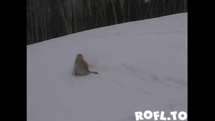 Кучета се пързалят по снега 
