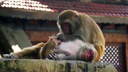Храмът на маймуните - Swayambhunath