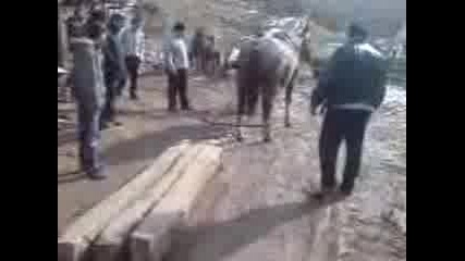 Na Mesho Kone Qkoruda
