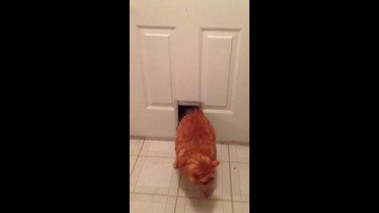Дебела котка едва успява да се промуши през малка вратичка