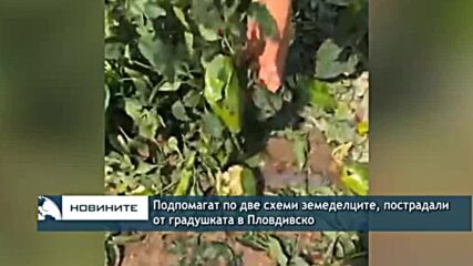 Подпомагат по две схеми земеделците, пострадали от градушката в Пловдивско