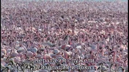 животът на птиците