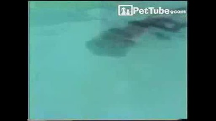 Плуваштата Маимуна