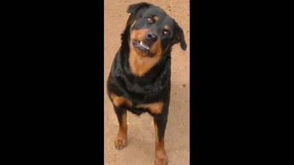 Rottweiler Pictures