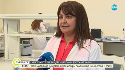 Бургаски учени доказаха, че мидените черупки могат да лекуват рани