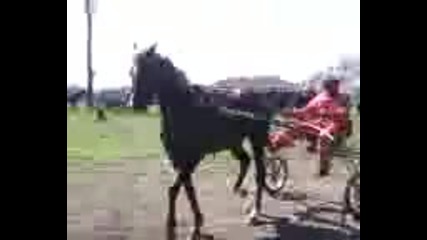 kone resaci v golqnci