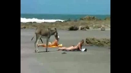 Виж те го това магаре:)дали му е зле !много Много Смях