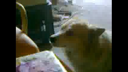 pav4o sme6nika