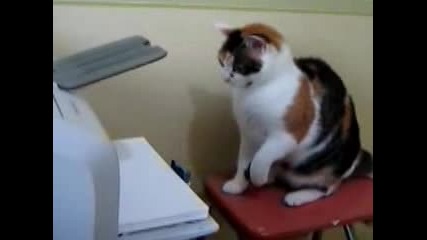 Котка се бие с принтер 
