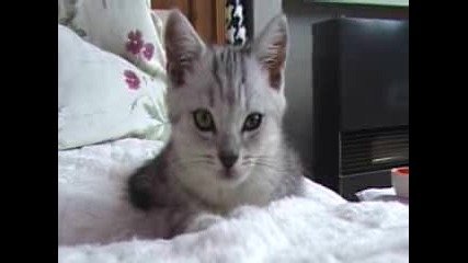 Magic Cat
