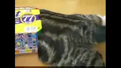 Funny Cat